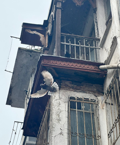 Kuşların Soyundayım
